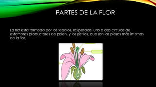 PARTES DE LA FLOR
La flor está formada por los sépalos, los pétalos, uno o dos círculos de
estambres productores de polen, y los pistilos, que son las piezas más internas
de la flor.
 
