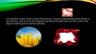 Los pétalos suelen tener colores llamativos y aromas agradables para atraer a
los insectos, que son los encargados de llevar el polen de una flor a otra, hay
algunas flores que no tienen pétalos.
 