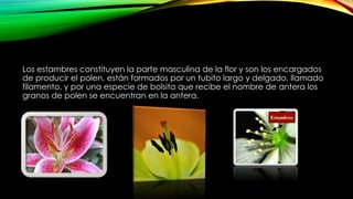 Los estambres constituyen la parte masculina de la flor y son los encargados
de producir el polen, están formados por un tubito largo y delgado, llamado
filamento, y por una especie de bolsita que recibe el nombre de antera los
granos de polen se encuentran en la antera.
 