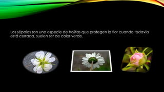 Los sépalos son una especie de hojitas que protegen la flor cuando todavía
está cerrada, suelen ser de color verde.
 