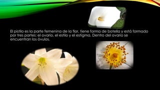 El pistilo es la parte femenina de la flor, tiene forma de botella y está formado
por tres partes: el ovario, el estilo y el estigma. Dentro del ovario se
encuentran los óvulos.
 