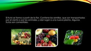 El fruto se forma a partir de la flor. Contiene las semillas, que son transportadas
por el viento o por los animales, y dan lugar a una nueva planta. Algunos
frutos son comestibles.
 