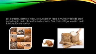 Los cereales, como el trigo , se cultivan en todo el mundo y son de gran
importancia en la alimentación humana. Casi todo el trigo se utiliza en la
fabricación de harinas.
 
