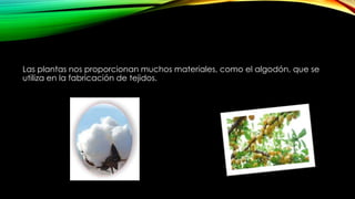 Las plantas nos proporcionan muchos materiales, como el algodón, que se
utiliza en la fabricación de tejidos.
 