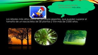 Sabias que los árboles
son las plantas más altas.
Los árboles más altos como las secuoyas gigantes, que pueden superar el
tamaño de un rascacielos de 30 plantas y vivir más de 2.000 años.
 