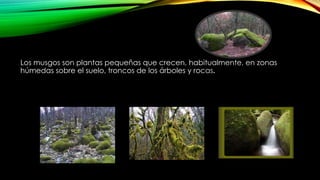 Los musgos son plantas pequeñas que crecen, habitualmente, en zonas
húmedas sobre el suelo, troncos de los árboles y rocas.
 