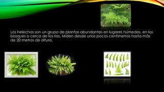 Los helechos son un grupo de plantas abundantes en lugares húmedos, en los
bosques o cerca de los ríos. Miden desde unos pocos centímetros hasta más
de 20 metros de altura.
 