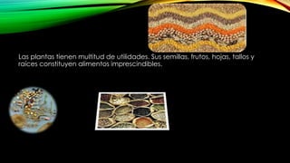 Las plantas tienen multitud de utilidades. Sus semillas, frutos, hojas, tallos y
raíces constituyen alimentos imprescindibles.
 