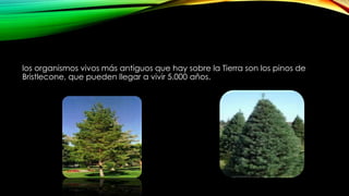 los organismos vivos más antiguos que hay sobre la Tierra son los pinos de
Bristlecone, que pueden llegar a vivir 5.000 años.
 