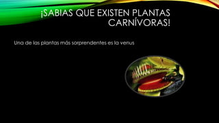 ¡SABIAS QUE EXISTEN PLANTAS
CARNÍVORAS!
Una de las plantas más sorprendentes es la venus
 