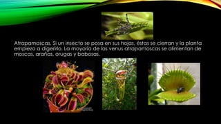 Atrapamoscas, Si un insecto se posa en sus hojas, éstas se cierran y la planta
empieza a digerirlo. La mayoría de las venus atrapamoscas se alimentan de
moscas, arañas, orugas y babosas.
 