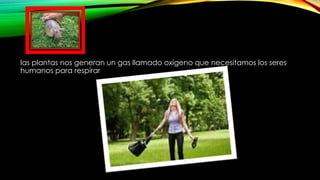 las plantas nos generan un gas llamado oxigeno que necesitamos los seres
humanos para respirar
 