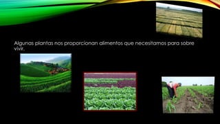 Algunas plantas nos proporcionan alimentos que necesitamos para sobre
vivir.
 