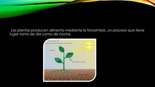Las plantas producen alimento mediante la fotosíntesis, un proceso que tiene
lugar tanto de día como de noche.
 