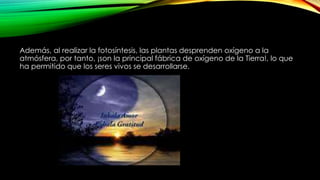 Además, al realizar la fotosíntesis, las plantas desprenden oxígeno a la
atmósfera, por tanto, ¡son la principal fábrica de oxígeno de la Tierra!, lo que
ha permitido que los seres vivos se desarrollarse.
 