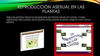 REPRODUCCIÓN ASEXUAL EN LAS
PLANTAS
Algunas plantas tienen la propiedad de formar raíces en ramas u hojas
separadas del cuerpo de la planta estas partes pueden originar una nueva
planta.
 