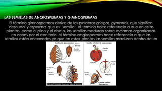 LAS SEMILLAS DE ANGIOSPERMAS Y GIMNOSPERMAS
El término gimnospermas deriva de las palabras griegas, gymnnos, que significa
'desnuda' y esperma, que es 'semilla‘, el término hace referencia a que en estas
plantas, como el pino y el abeto, las semillas maduran sobre escamas organizadas
en conos por el contrario, el término angiospermas hace referencia a que las
semillas están encerradas ya que en estas plantas las semillas maduran dentro de un
fruto
 