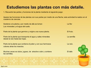 Estudiemos las plantas con más detalle.
1. Recuerdo las partes y funciones de la planta mediante el siguiente juego:
Apareo las funciones de las plantas con sus partes por medio de una flecha; esta actividad la realizo en el
cuaderno de ciencias.
Sostiene a la planta y por medio de ella se toman La flor
Los minerales y el agua del suelo.
Parte de la planta que germino y origino una nueva planta. El fruto.
Parte de la planta que transporta el agua y sales minerales La semilla
desde la raíz hasta las hojas.
Parte de la planta que contiene el polen y con sus hermosos La raíz.
colores atrae los insectos.
Muchas veces es dulce, jugoso, de atractivo color y contiene El tallo
las semillas.