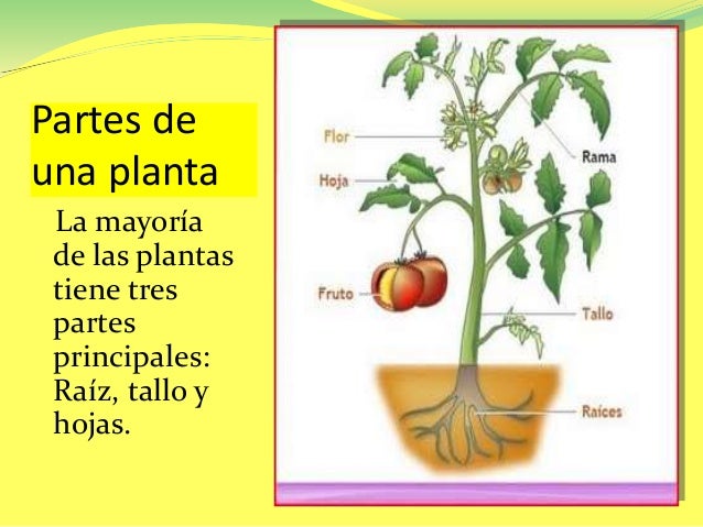 partes de una planta la mayoría de las plantas tiene partes de una planta la mayoría de las plantas tiene