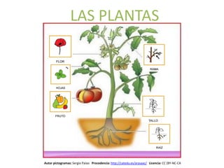 LAS PLANTAS 
Autor pictogramas: Sergio Palao Procedencia: http://catedu.es/arasaac/ Licencia: CC (BY-NC-CA  
