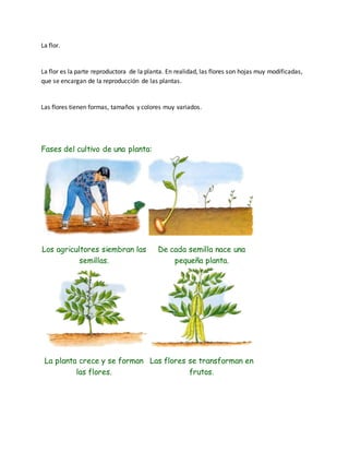 La flor. 
La flor es la parte reproductora de la planta. En realidad, las flores son hojas muy modificadas, 
que se encargan de la reproducción de las plantas. 
Las flores tienen formas, tamaños y colores muy variados. 
Fases del cultivo de una planta: 
Los agricultores siembran las 
semillas. 
De cada semilla nace una 
pequeña planta. 
La planta crece y se forman 
las flores. 
Las flores se transforman en 
frutos. 
 