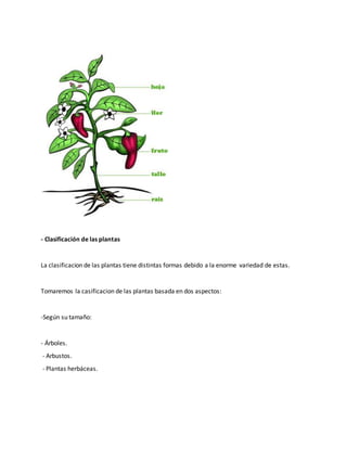 - Clasificación de las plantas 
La clasificacion de las plantas tiene distintas formas debido a la enorme variedad de estas. 
Tomaremos la casificacion de las plantas basada en dos aspectos: 
-Según su tamaño: 
- Árboles. 
- Arbustos. 
- Plantas herbáceas. 
 