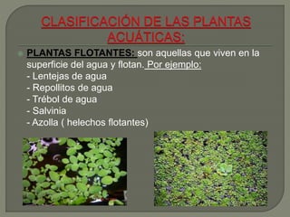muñeca ocupado Opaco PowerPoint - Las plantas acuáticas y terrestres
