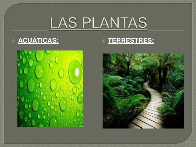 Powerpoint Las Plantas Acuaticas Y Terrestres