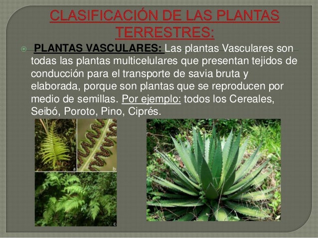 Powerpoint Las Plantas Acuaticas Y Terrestres