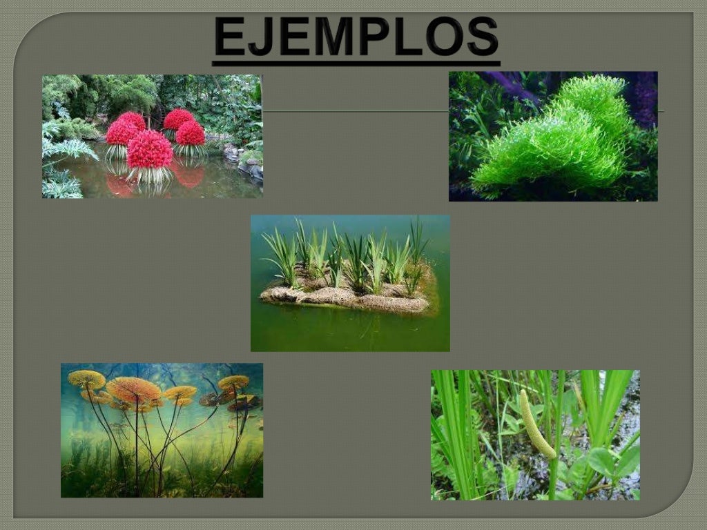 PowerPoint - Las plantas acuáticas y terrestres