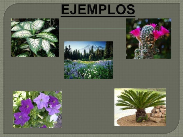 Powerpoint Las Plantas Acuaticas Y Terrestres