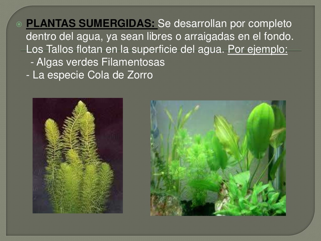 PowerPoint - Las plantas acuáticas y terrestres
