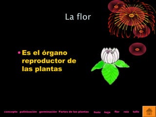 • Es el órgano 
reproductor de 
las plantas 
concepto polinización germinación Partes de las plantas fruto hoja flor raíz tallo 
 