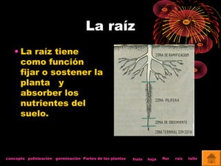 La raíz 
• La raíz tiene 
como función 
fijar o sostener la 
planta y 
absorber los 
nutrientes del 
suelo. 
concepto polinización germinación Partes de las plantas fruto hoja flor raíz tallo 
 