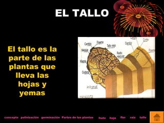 EL TALLO 
El tallo es la 
parte de las 
plantas que 
lleva las 
hojas y 
yemas 
concepto polinización germinación Partes de las plantas fruto hoja flor raíz tallo 
 