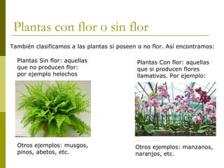 Plantas con flor o sin flor 
También clasificamos a las plantas si poseen o no flor. Así encontramos: 
Plantas Sin flor: aquellas 
que no producen flor: 
por ejemplo helechos 
Otros ejemplos: musgos, 
pinos, abetos, etc. 
Plantas Con flor: aquellas 
que si producen flores 
llamativas. Por ejemplo: 
Otros ejemplos: manzanos, 
naranjos, etc. 
 