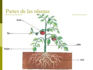 Partes de las plantas 
tallo 
raíz 
flor 
hojas 
fruto 
 
