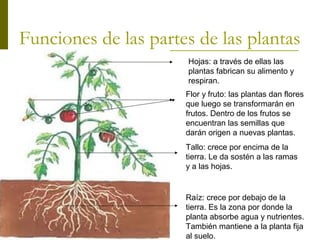 Funciones de las partes de las plantas 
Hojas: a través de ellas las 
plantas fabrican su alimento y 
respiran. 
Flor y fruto: las plantas dan flores 
que luego se transformarán en 
frutos. Dentro de los frutos se 
encuentran las semillas que 
darán origen a nuevas plantas. 
Tallo: crece por encima de la 
tierra. Le da sostén a las ramas 
y a las hojas. 
Raíz: crece por debajo de la 
tierra. Es la zona por donde la 
planta absorbe agua y nutrientes. 
También mantiene a la planta fija 
al suelo. 
