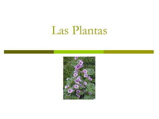 Las Plantas 
 