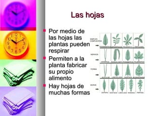 LLaass hhoojjaass 
 PPoorr mmeeddiioo ddee 
llaass hhoojjaass llaass 
ppllaannttaass ppuueeddeenn 
rreessppiirraarr 
 PPeerrmmiitteenn aa llaa 
ppllaannttaa ffaabbrriiccaarr 
ssuu pprrooppiioo 
aalliimmeennttoo 
 HHaayy hhoojjaass ddee 
mmuucchhaass ffoorrmmaass 
 