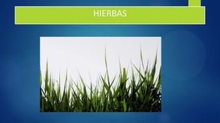 HIERBAS
 