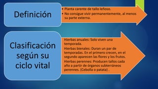 • Planta carente de tallo leñoso.
• No consigue vivir permanentemente, al menos
su parte externa.Definición
• Hierbas anuales: Solo viven una
temporada.
• Hierbas bienales: Duran un par de
temporadas. En el primero crecen, en el
segundo aparecen las flores y los frutos.
• Hierbas perennes: Producen tallos cada
año a partir de órganos subterráneos
perennes. (Cebolla o patata) .
Clasificación
según su
ciclo vital
 