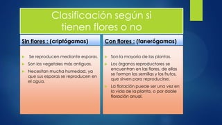 Clasificación según si
tienen flores o no
Sin flores : (criptógamas)
 Se reproducen mediante esporas.
 Son los vegetales más antiguos.
 Necesitan mucha humedad, ya
que sus esporas se reproducen en
el agua.
Con flores : (fanerógamas)
 Son la mayoría de las plantas.
 Los órganos reproductores se
encuentran en las flores, de ellas
se forman las semillas y los frutos,
que sirven para reproducirse.
 La floración puede ser una vez en
la vida de la planta, o por doble
floración anual.
 