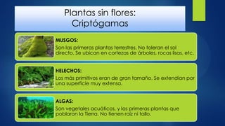 Plantas sin flores:
Criptógamas
MUSGOS:
Son las primeras plantas terrestres. No toleran el sol
directo. Se ubican en cortezas de árboles, rocas lisas, etc.
HELECHOS:
Los más primitivos eran de gran tamaño. Se extendían por
una superficie muy extensa.
ALGAS:
Son vegetales acuáticos, y las primeras plantas que
poblaron la Tierra. No tienen raíz ni tallo.
 
