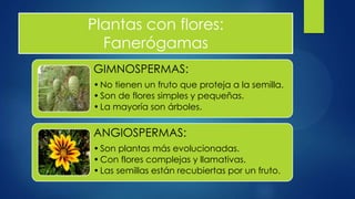 Plantas con flores:
Fanerógamas
GIMNOSPERMAS:
•No tienen un fruto que proteja a la semilla.
•Son de flores simples y pequeñas.
•La mayoría son árboles.
ANGIOSPERMAS:
•Son plantas más evolucionadas.
•Con flores complejas y llamativas.
•Las semillas están recubiertas por un fruto.
 