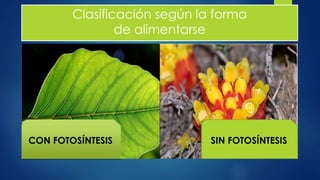 Clasificación según la forma
de alimentarse
CON FOTOSÍNTESIS SIN FOTOSÍNTESIS
 