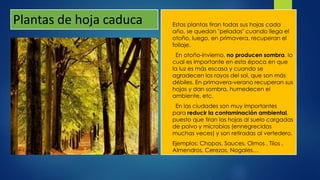 Plantas de hoja caduca  Estas plantas tiran todas sus hojas cada
año, se quedan "peladas" cuando llega el
otoño, luego, en primavera, recuperan el
follaje.
 En otoño-invierno, no producen sombra, lo
cual es importante en esta época en que
la luz es más escasa y cuando se
agradecen los rayos del sol, que son más
débiles. En primavera-verano recuperan sus
hojas y dan sombra, humedecen el
ambiente, etc.
 En las ciudades son muy importantes
para reducir la contaminación ambiental,
puesto que tiran las hojas al suelo cargadas
de polvo y microbios (ennegrecidas
muchas veces) y son retiradas al vertedero.
 Ejemplos: Chopos, Sauces, Olmos , Tilos ,
Almendros, Cerezos, Nogales…
 