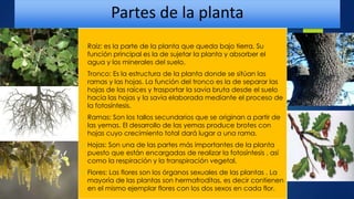 Partes de la planta
 Raíz: es la parte de la planta que queda bajo tierra. Su
función principal es la de sujetar la planta y absorber el
agua y los minerales del suelo.
 Tronco: Es la estructura de la planta donde se sitúan las
ramas y las hojas. La función del tronco es la de separar las
hojas de las raíces y trasportar la savia bruta desde el suelo
hacia las hojas y la savia elaborada mediante el proceso de
la fotosíntesis.
 Ramas: Son los tallos secundarios que se originan a partir de
las yemas. El desarrollo de las yemas produce brotes con
hojas cuyo crecimiento total dará lugar a una rama.
 Hojas: Son una de las partes más importantes de la planta
puesto que están encargadas de realizar la fotosíntesis , así
como la respiración y la transpiración vegetal.
 Flores: Las flores son los órganos sexuales de las plantas . La
mayoría de las plantas son hermafroditas, es decir contienen
en el mismo ejemplar flores con los dos sexos en cada flor.
 