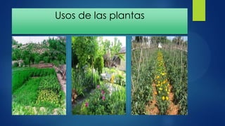 Usos de las plantas
 