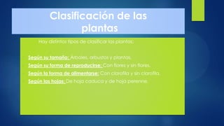 Clasificación de las
plantas
Hay distintos tipos de clasificar las plantas:
 Según su tamaño: Árboles, arbustos y plantas.
 Según su forma de reproducirse: Con flores y sin flores.
 Según la forma de alimentarse: Con clorofila y sin clorofila.
 Según las hojas: De hoja caduca y de hoja perenne.
 